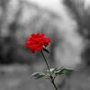 red_rose