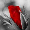 red_rose_black_white