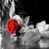 red_rose_colorized_photo