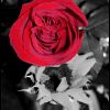 red_rose_colorized_poster