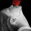 red_rose_photography