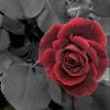 red_roses_picture