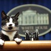 Socks the white house cat