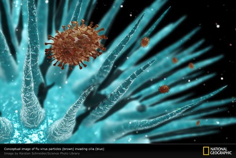 flu-virus