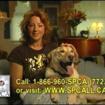 That ASPCA commercial with Sarah McLachlan!