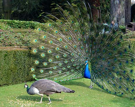 peacock