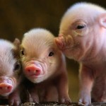 Fucking God damn motherfucking swine fucking flu!