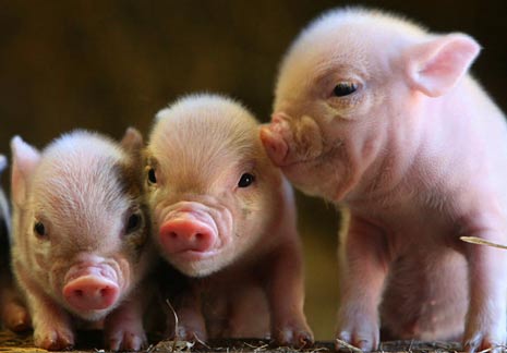 swine flu swine flu