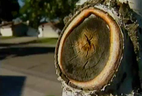 michael jackson tree stump stockton california