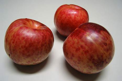 pluots pluots