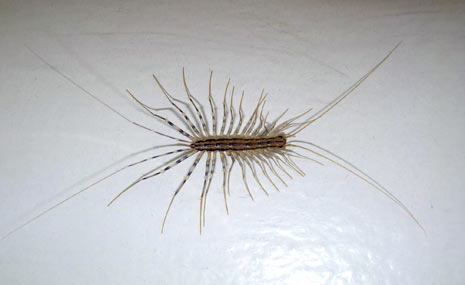 huge house centipede