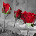 Black and white photos with red roses!