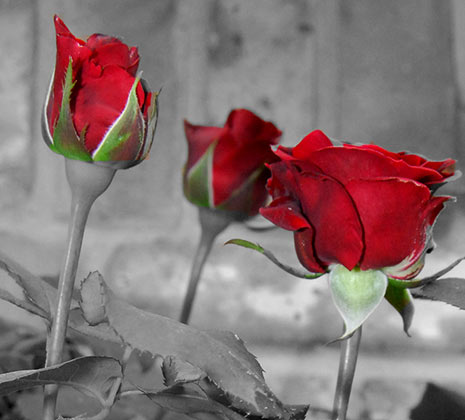 black and white photography red roses